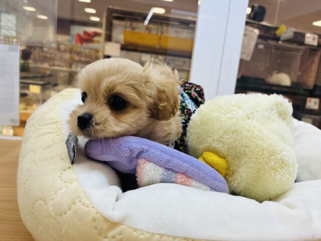 ペキプー