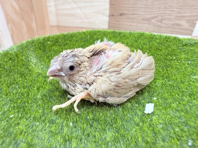 錦花鳥（キンカチョウ）