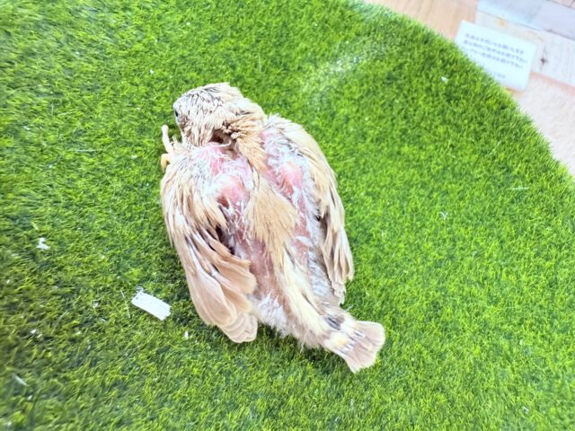 錦花鳥（キンカチョウ）