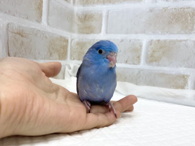 マメルリハ