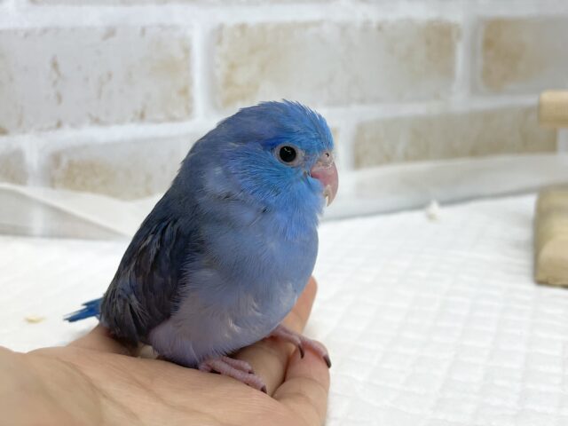マメルリハ