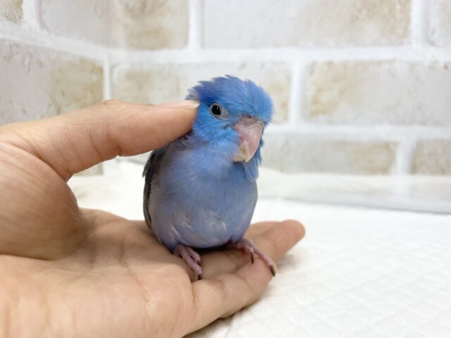 マメルリハ