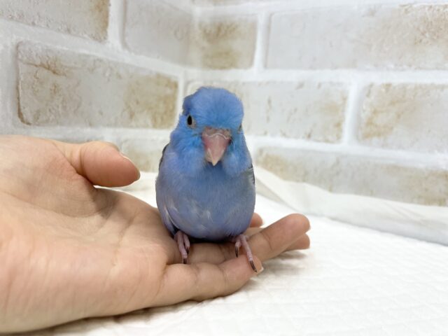 マメルリハ