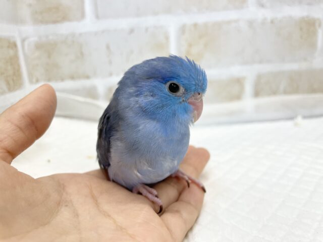 マメルリハ