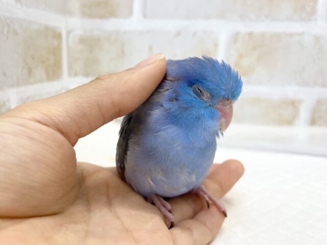 マメルリハ