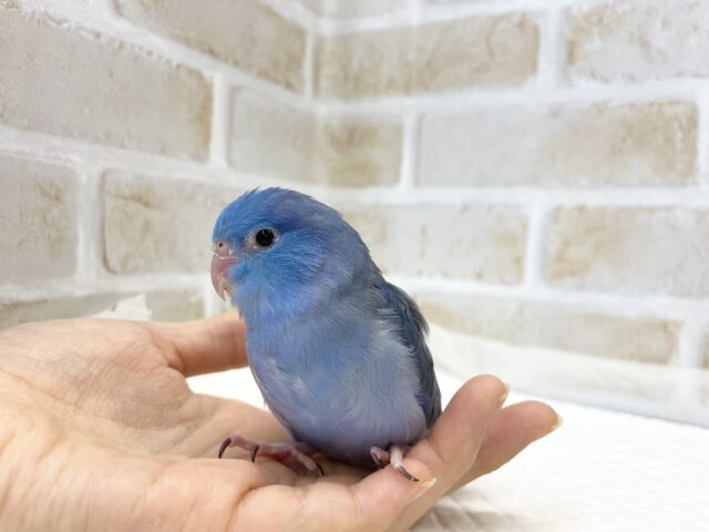 マメルリハ