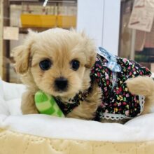 かまってほしくてどうしようもな〜い♡ミックス犬(ペキニーズ×トイプードル)