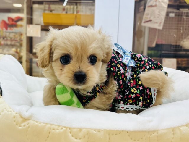 かまってほしくてどうしようもな〜い♡ミックス犬(ペキニーズ×トイプードル)