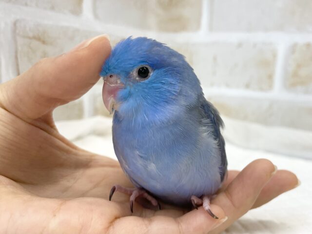 マメルリハ