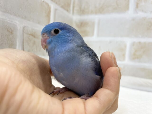 マメルリハ
