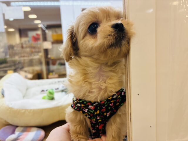 ペキプー