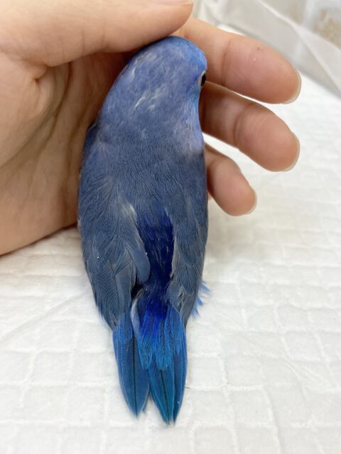 マメルリハ