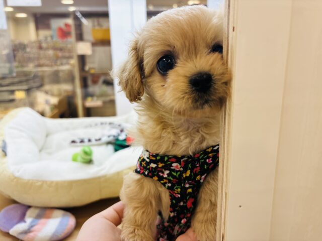 ペキプー