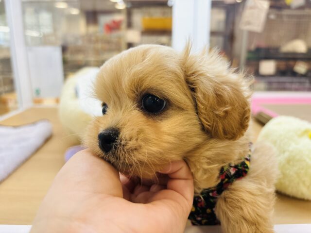 ペキプー