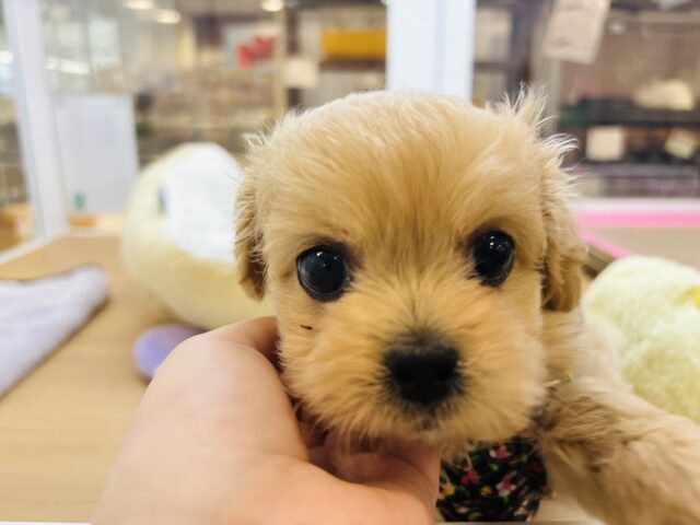 ペキプー