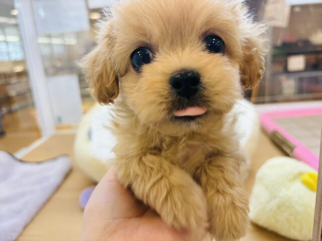 ペキプー