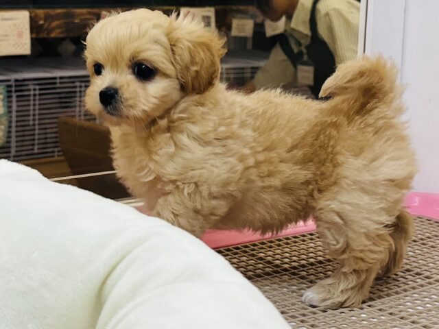 ペキプー