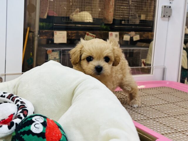 ペキプー