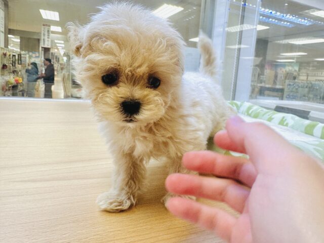 マルプー