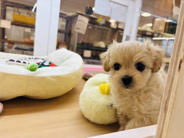 ペキプー