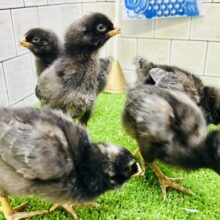 私たちブリモス幼稚園1期生です！！　ブリモスロック