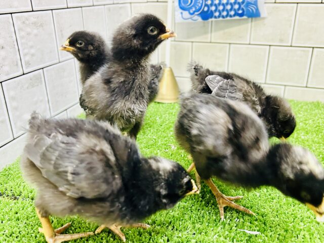 私たちブリモス幼稚園1期生です！！　ブリモスロック