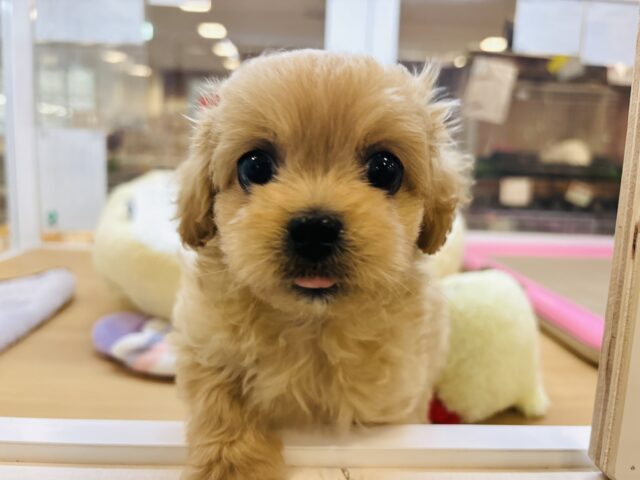 ペキプー