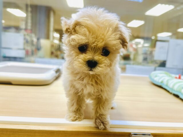 マルプー