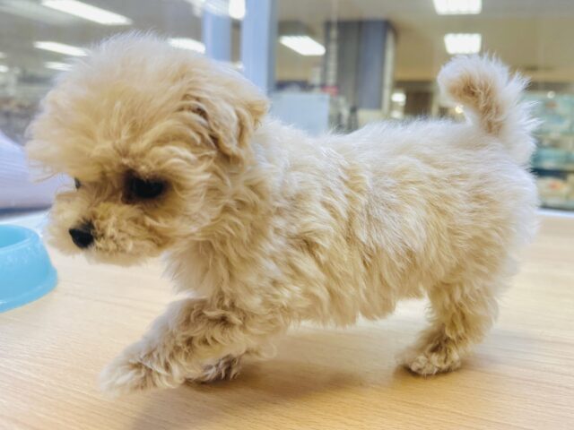 マルプー