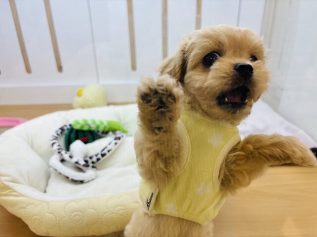 ペキプー