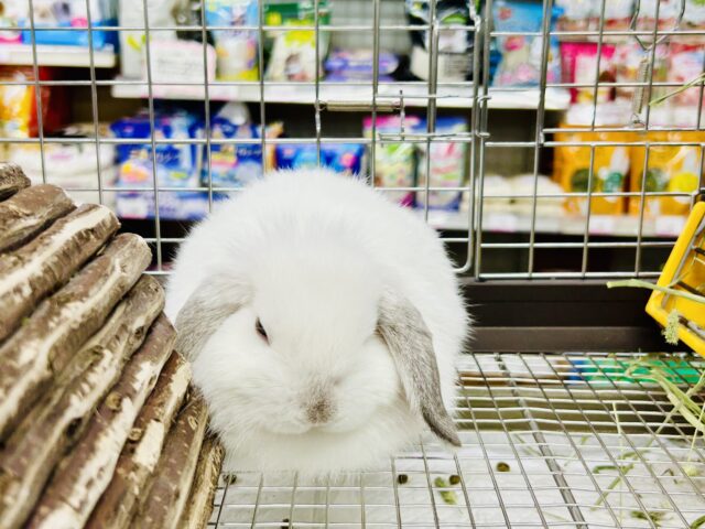 ホーランドロップ