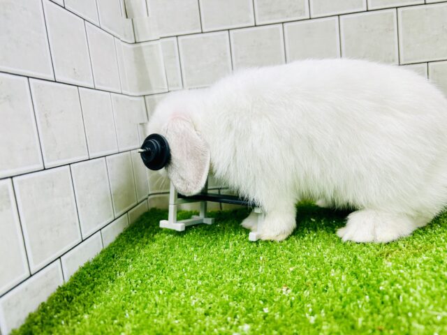 ホーランドロップ