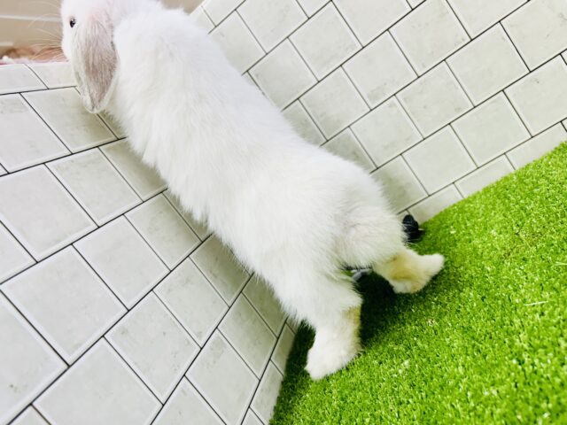 ホーランドロップ