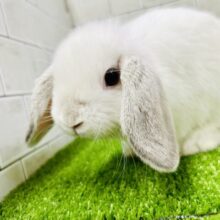 モフモフもちもちのちょ～～～ぜつ癒しキャラ♪♪　ホーランドロップイヤー