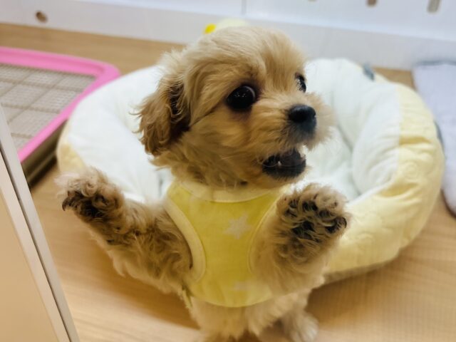 ペキプー