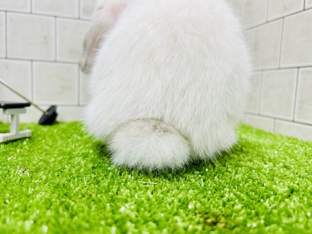 ホーランドロップ
