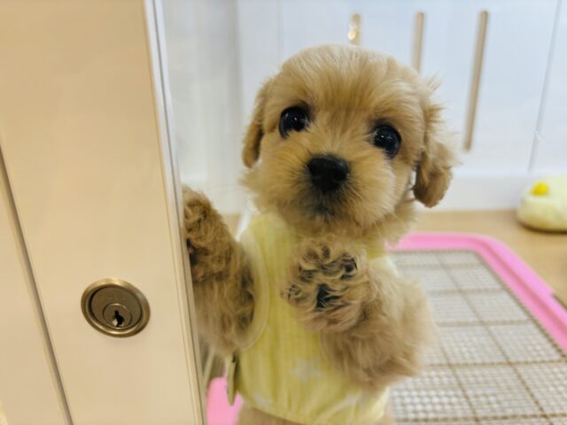 ペキプー