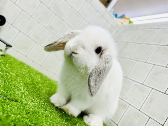ホーランドロップ