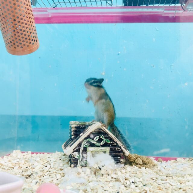 シマリス（ノーマル）