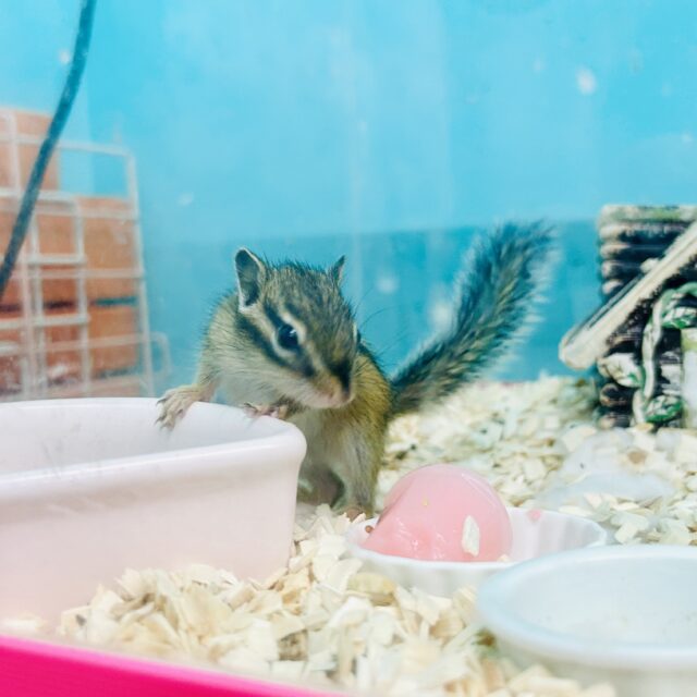 シマリス（ノーマル）