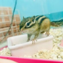 活発にかまってちゃん♪♪　シマリス