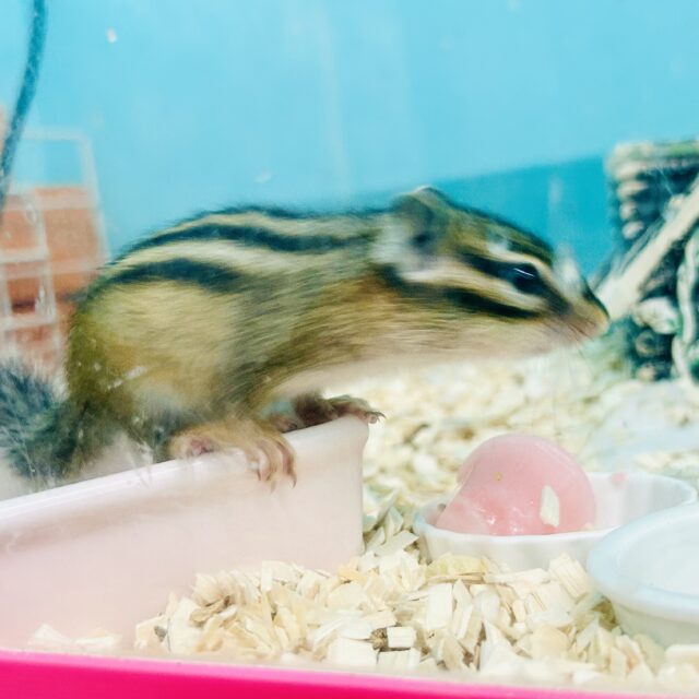 シマリス（ノーマル）