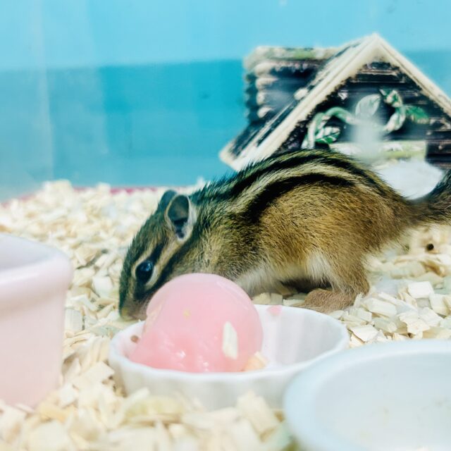 シマリス（ノーマル）