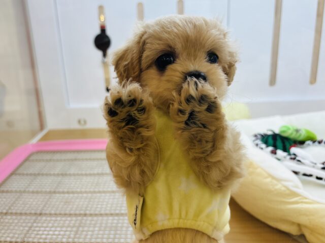 ペキプー