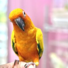 なでなで動画あります☆　カラフルパッションなデリシャスさん✨コガネメキシコインコ‼️