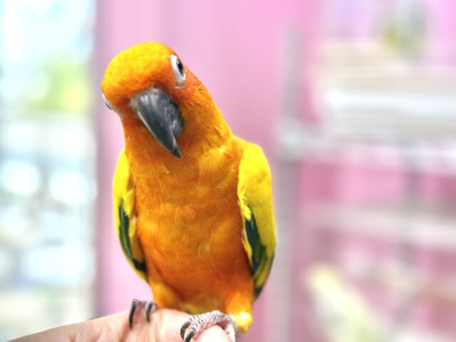 なでなで動画あります☆　カラフルパッションなデリシャスさん✨コガネメキシコインコ‼️