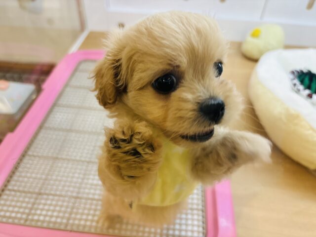 ペキプー