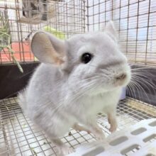 めちゃきゃわ😍輝きレアカラー✨チンチラブルーダイヤモンド