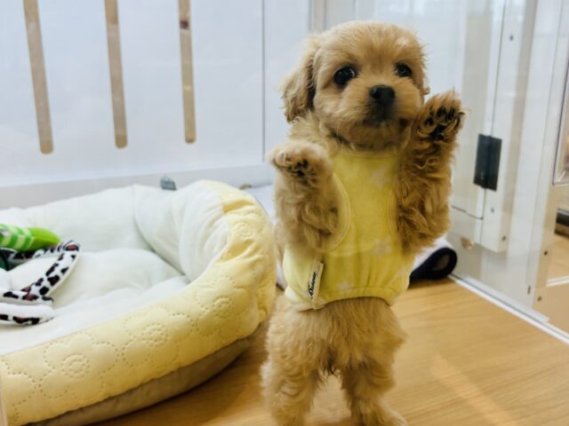 ペキプー