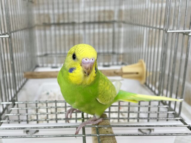 セキセイインコ